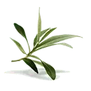 Olive Leaf Extract